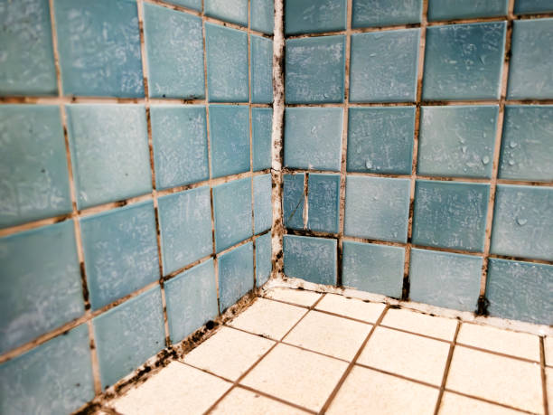 Best Attic Mold Removal  in Phelan, CA