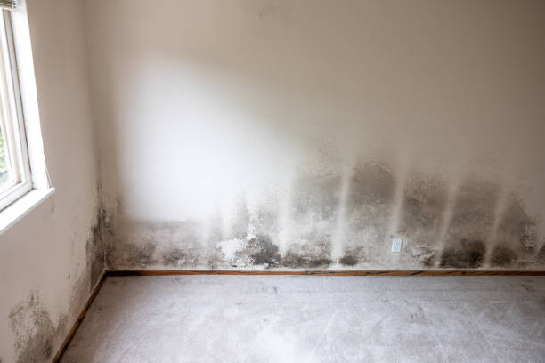 Best Residential Mold Inspection & Testing  in Phelan, CA