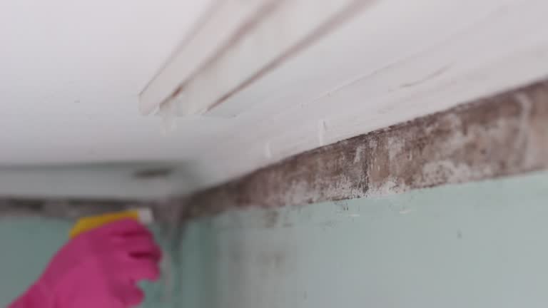 Best Crawl Space Mold Remediation  in Phelan, CA